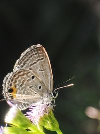 Close-up of butterfly pollinating on flower