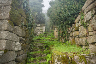 Stone wall by trees