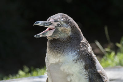 Humboldt penguin walking outdoor