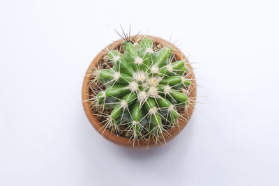 Directly above shot of cactus plant against white background