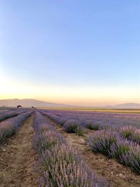 Lavender garden