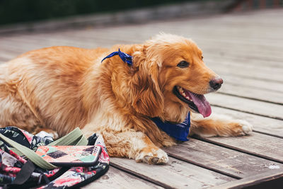 High angle view of golden retriever on footpath