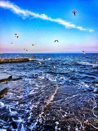 Seagulls flying over sea