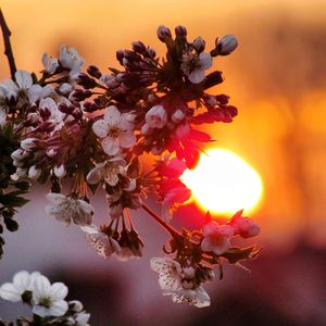 Close-up of orange flowering plant against sky during sunset