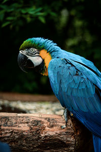 Close-up of blue parrot perching on wood