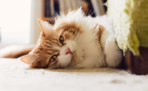 Close-up portrait of a cat