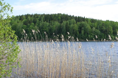 Scenic view of lake against trees in forest against sky