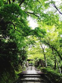 Footpath amidst trees in park