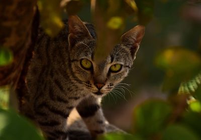 Close-up of a cat