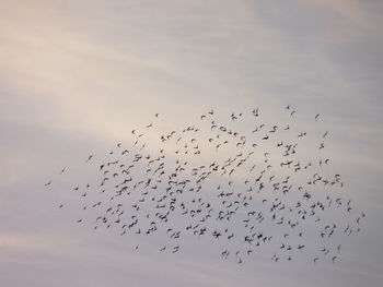 Flock of birds flying in sky