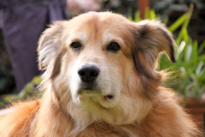 Close-up portrait of dog