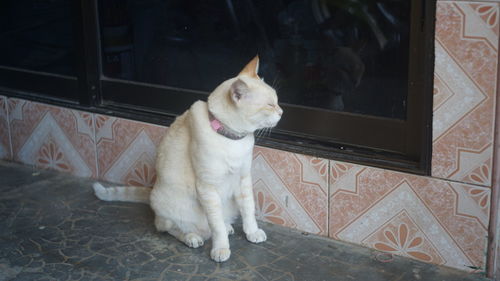 Cat sitting on tiled floor at home