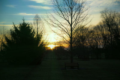 Bare trees on field at sunset