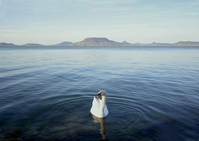 Swan swimming on lake against sky