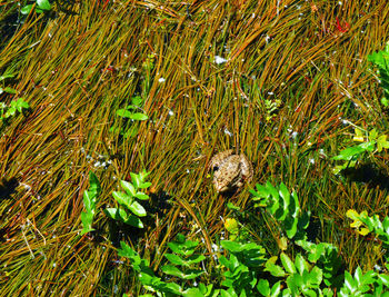 Full frame shot of plants