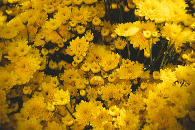 Close-up of yellow marigold blooming outdoors