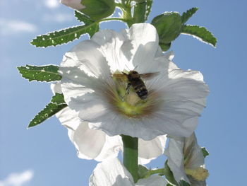 Close-up of flower against sky