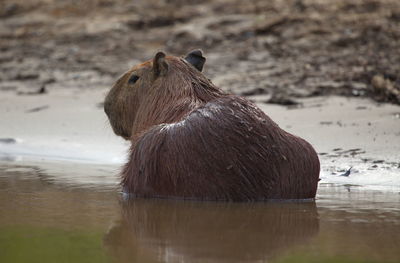 Closeup portrait of capybara hydrochoerus hydrochaeris sitting on riverbank bolivia.