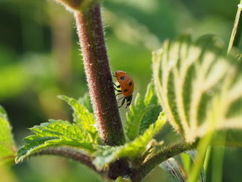 Close-up of ladybug on plant