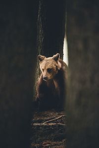 Bear sitting amidst trees in forest