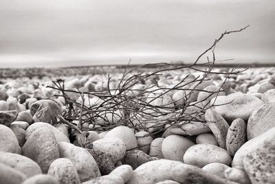 Close-up of pebbles on beach against sky