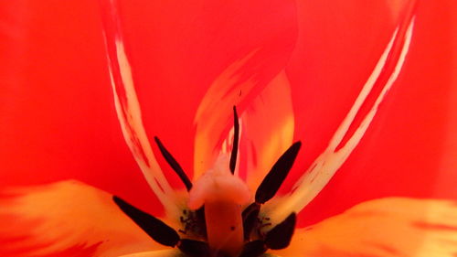 Full frame shot of red flower