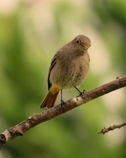 Close-up of bird perching on branch