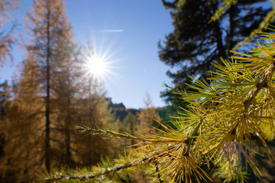 Close-up of pine tree against sky on sunny day