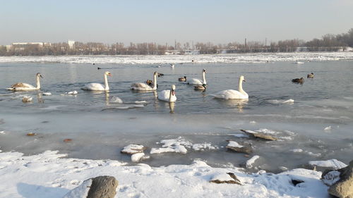 Swans swimming in lake