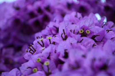 Close-up of purple flower