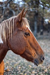 Close-up portrait of horse