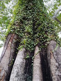 Low angle view of trees