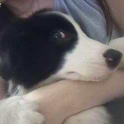 Close-up portrait of a dog