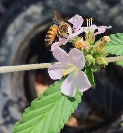 Close-up of butterfly pollinating on flower