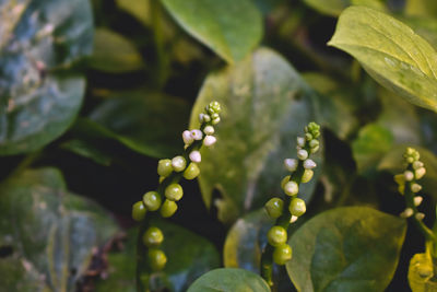 Close-up of raindrops on leaves