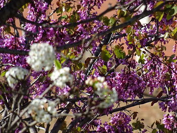 Low angle view of pink flowers blooming on tree