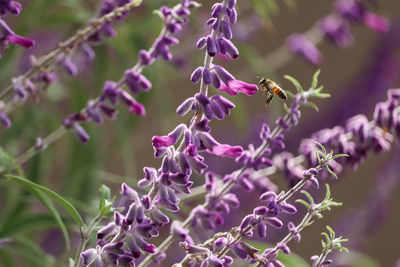 Close-up of bee pollinating on lavender