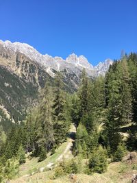 Scenic view of pine trees against clear blue sky