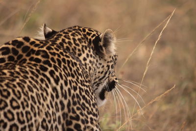 Close up of an animal