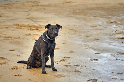 Dog sitting on sand at beach