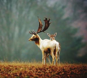 Stag and doe on field