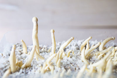 Sterile container with the mycelium of psilocybin mushrooms, psilocybe cubensis. 