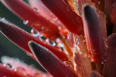 Close-up of wet red flower