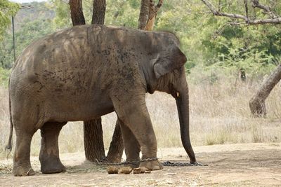 View of elephant in zoo