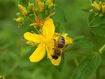 Close-up of bee on yellow flower