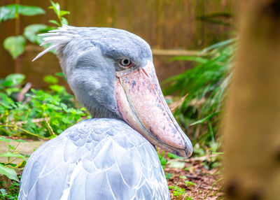 Close-up of bird