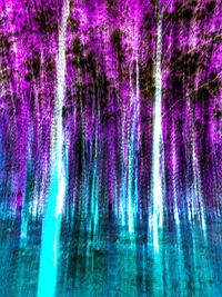 Silhouette of trees in forest