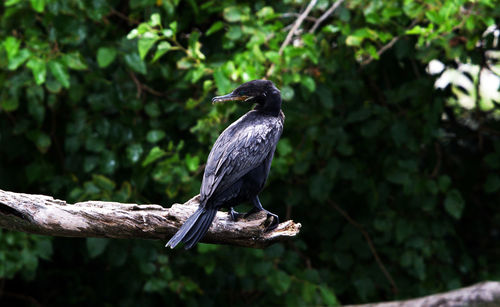 Close-up of bird perching on a tree