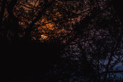 Low angle view of silhouette trees against sky at night