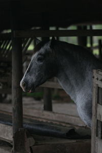 Close-up of horse in stable